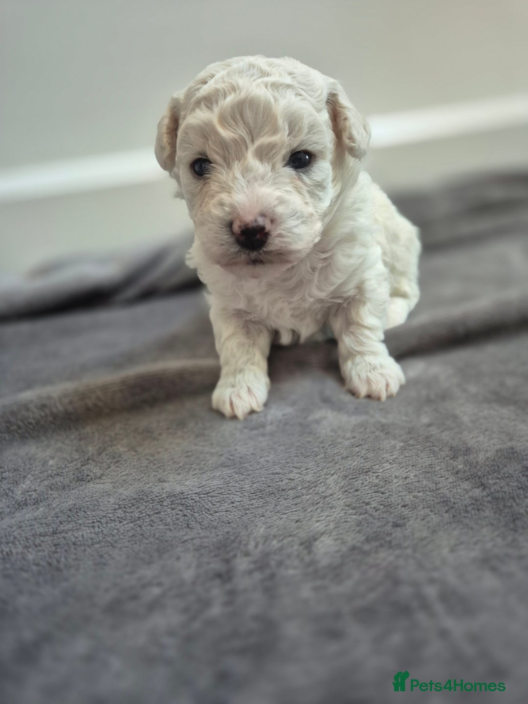 Bichon Frise dogs for sale: Pure White Bishon Frise - Advert 7