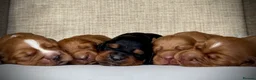 Cocker Spaniel dogs for sale: BEAUTIFUL KC COCKER SPANIEL PUPPIES  - Advert 5