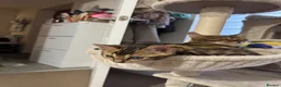 Bengal cats for sale: Bengal Kitten Boy in Northampton - Advert 3