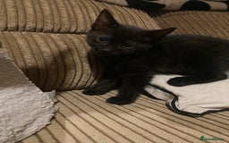 Mixed Breed cats for sale: Black/Black&White Kittens For Sale - Image 3
