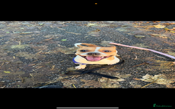 Mixed Breed dogs for sale: French bulldog X Patterdale terrier   - Image 2