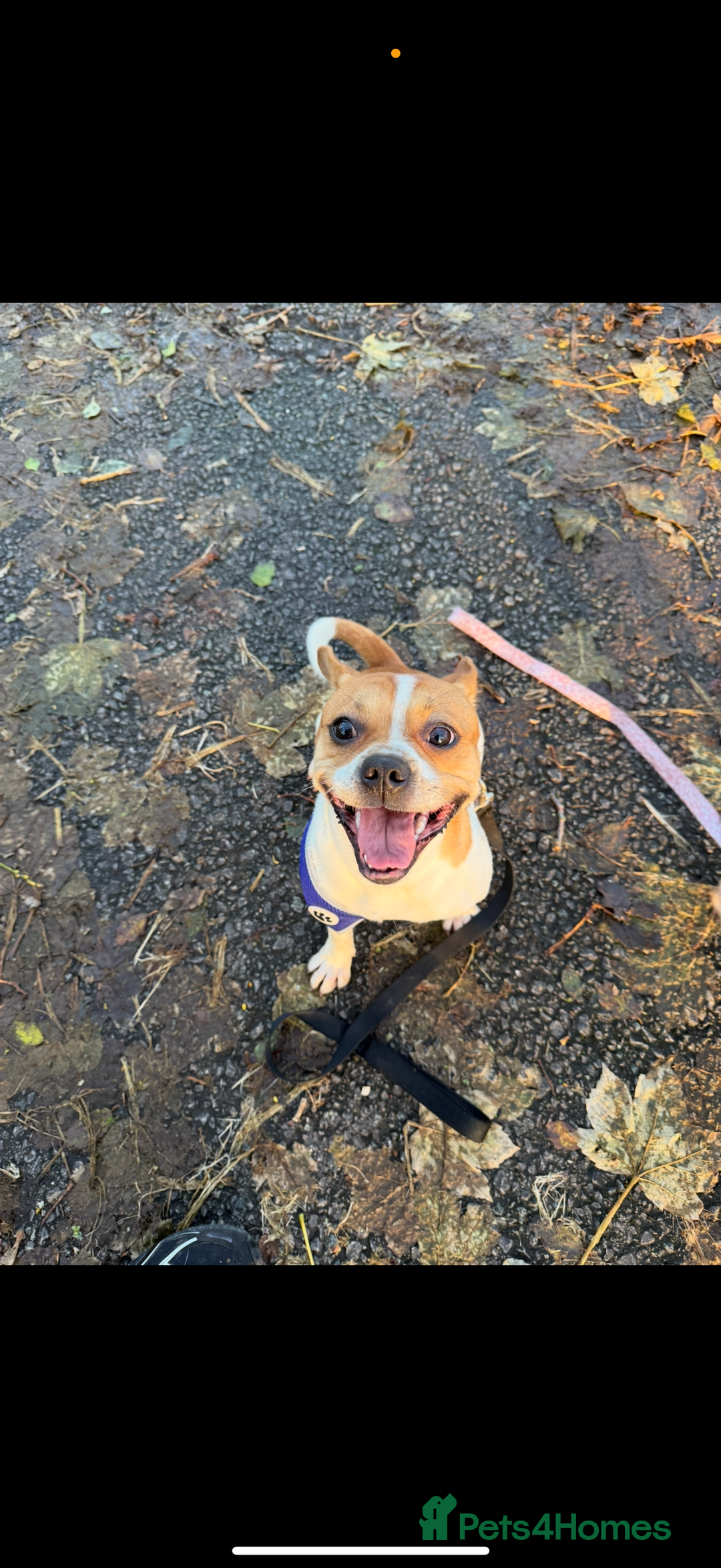 Mixed Breed dogs for sale: French bulldog X Patterdale terrier   - Image 2