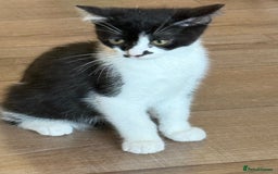 Mixed Breed cats for sale: British shorthair 5 mix kittens  - Image 4