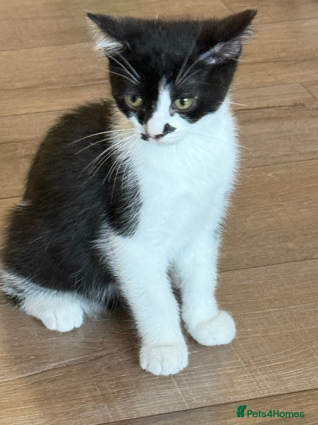 Mixed Breed cats for sale: British shorthair 5 mix kittens  - Image 4