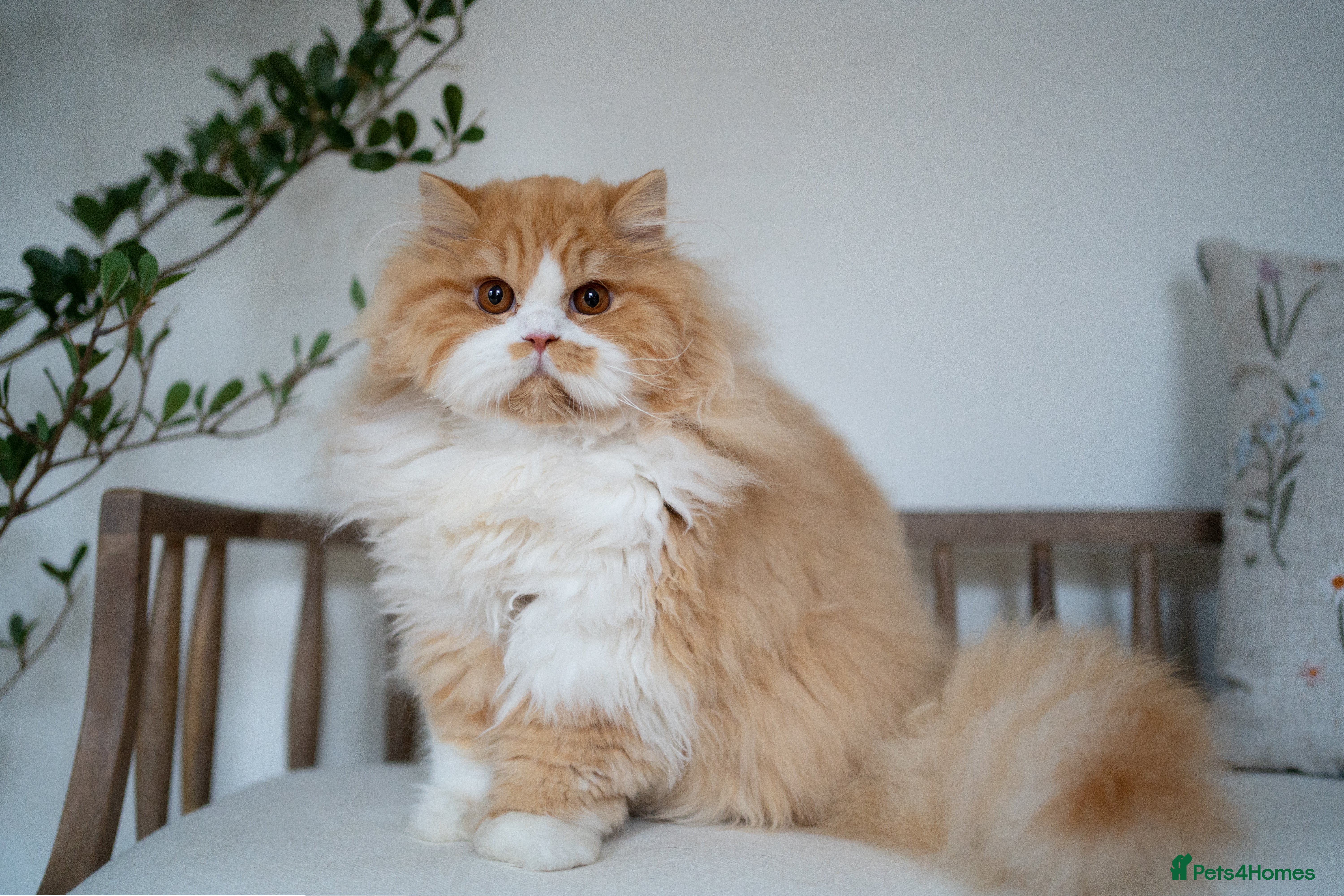 British Longhair cats Ready to go! CHARMING longhair boy   - Advert 13