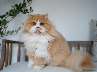 British Longhair cats Ready to go! CHARMING longhair boy - Advert 13