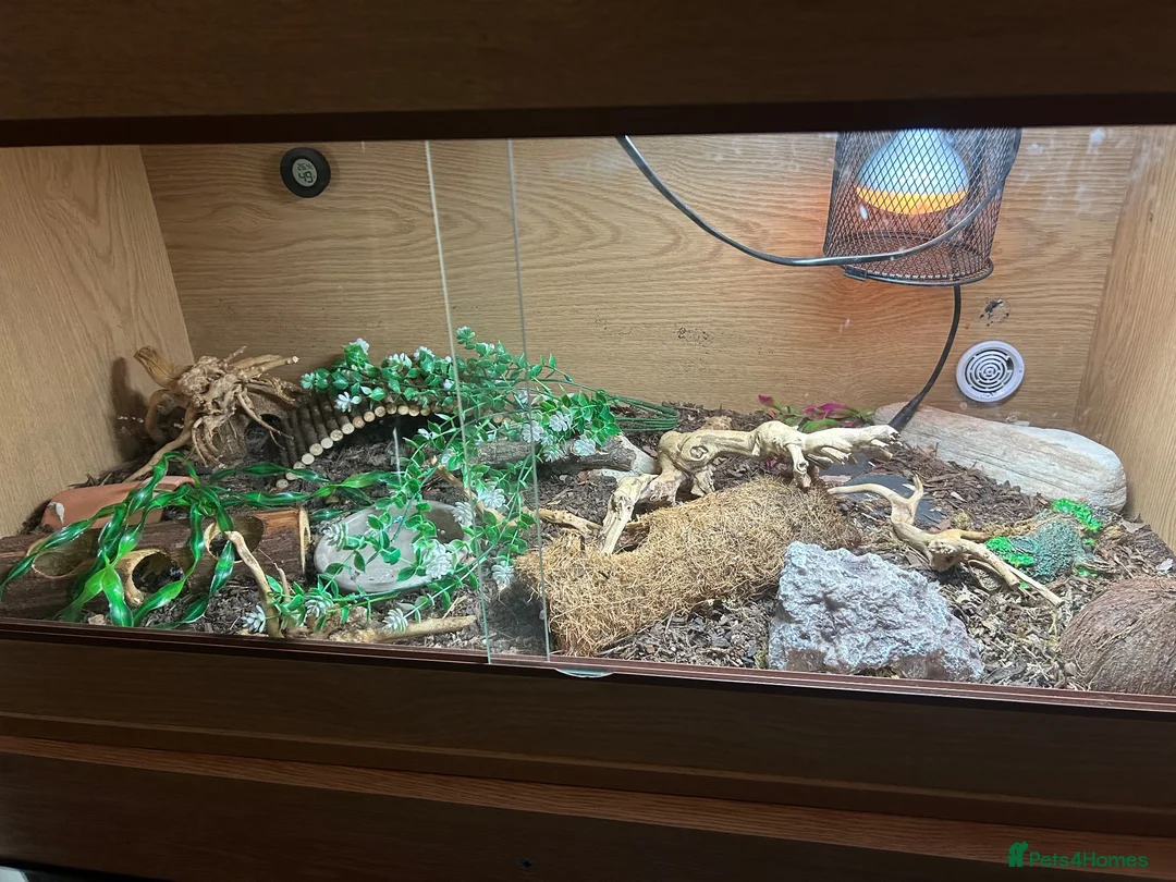 Corn Snake reptiles for sale: Western hognose with full setup and a corn snake. in Hamilton - Advert 2