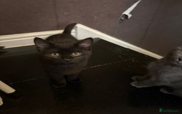 British Shorthair cats for sale: Half Breed British Short Hair Kittens  - Image 13