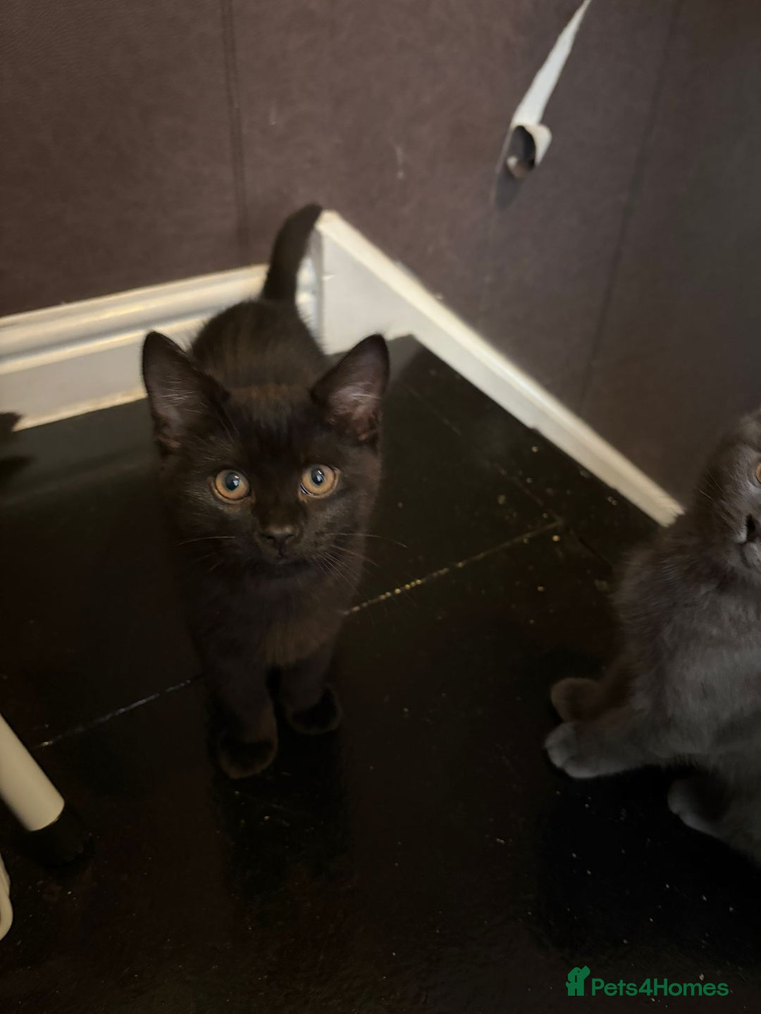 British Shorthair cats for sale: Half Breed British Short Hair Kittens  - Image 13