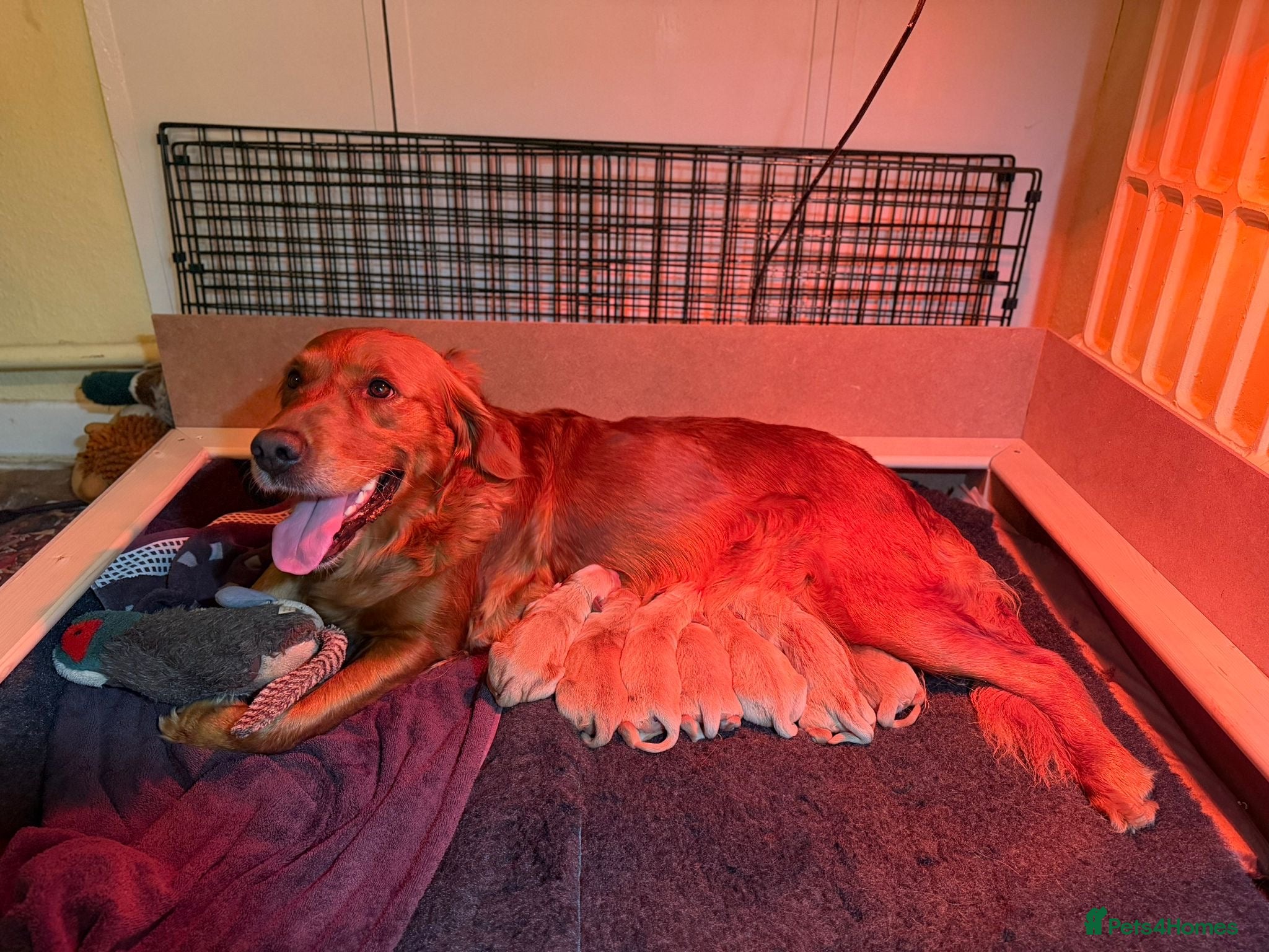 Golden Retriever dogs Golden retriever puppies - Advert 5