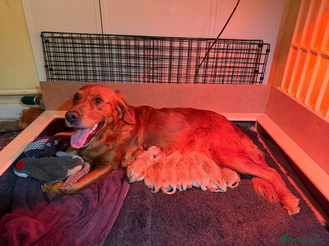 Golden Retriever dogs for sale: Golden retriever puppies - Advert 1