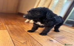 Mixed Breed dogs for sale: Ready now - F1 Irish Wolfadoodle - Advert 1