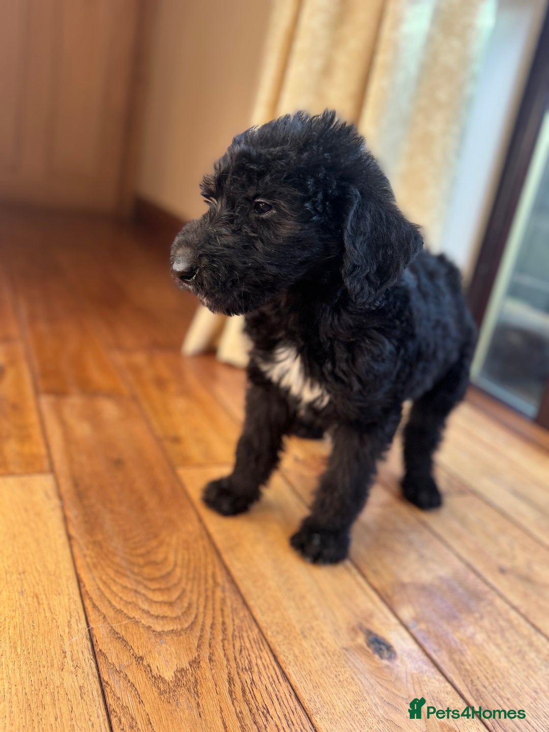 Mixed Breed dogs for sale: Ready now - F1 Irish Wolfadoodle - Advert 1