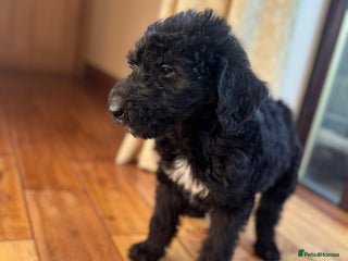 Mixed Breed dogs Ready now - F1 Irish Wolfadoodle - Advert 6