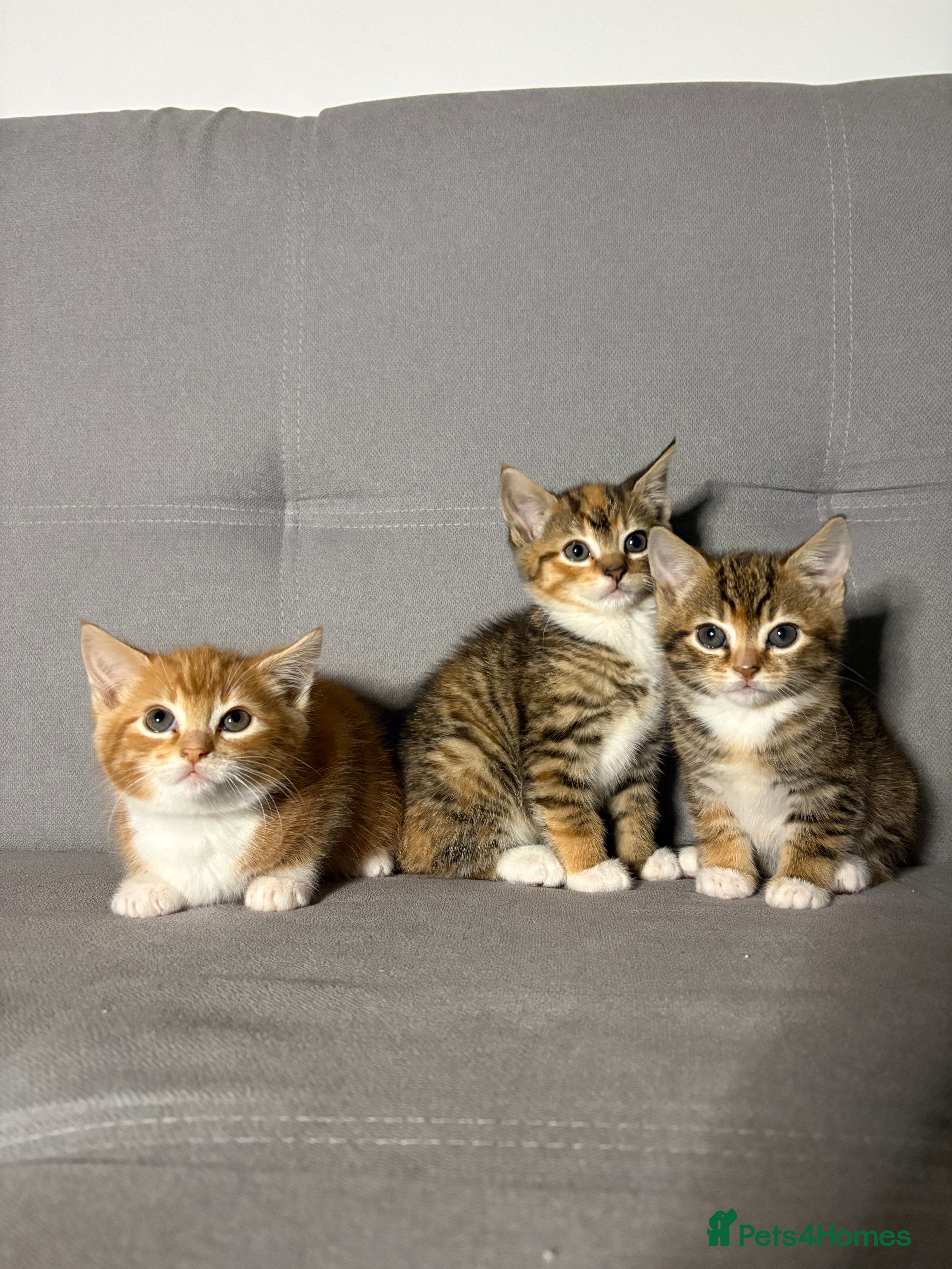 Mixed Breed cats Beautiful kittens - ready to leave NOW! - Advert 4
