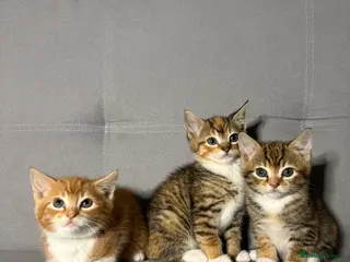 Mixed Breed cats Beautiful kittens - ready to leave NOW! - Advert 4