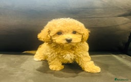Poochon dogs for sale: Gorgeous F1 Poochon Puppies - Image 7