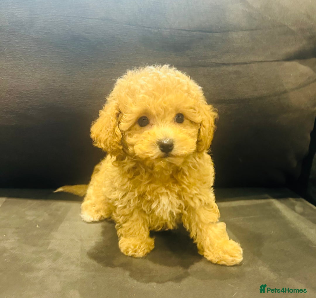 Poochon dogs for sale: Gorgeous F1 Poochon Puppies - Image 7