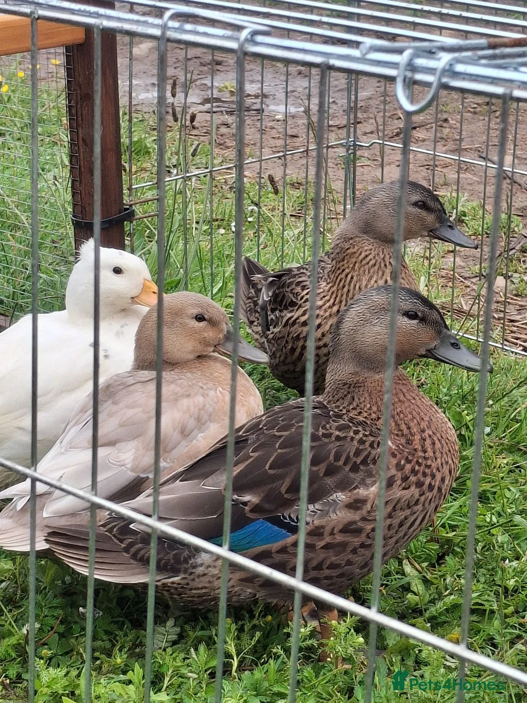 Ducks poultry for sale: Mixed breed (Call x) Ducks in Swansea - Advert 2