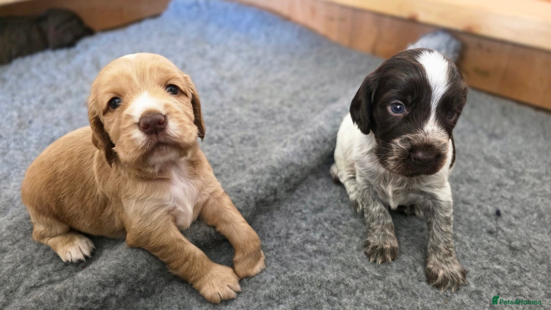 Cocker Spaniel dogs for sale: 🐾 Working Cocker Spaniel Puppies for Sale £800  - Image 7