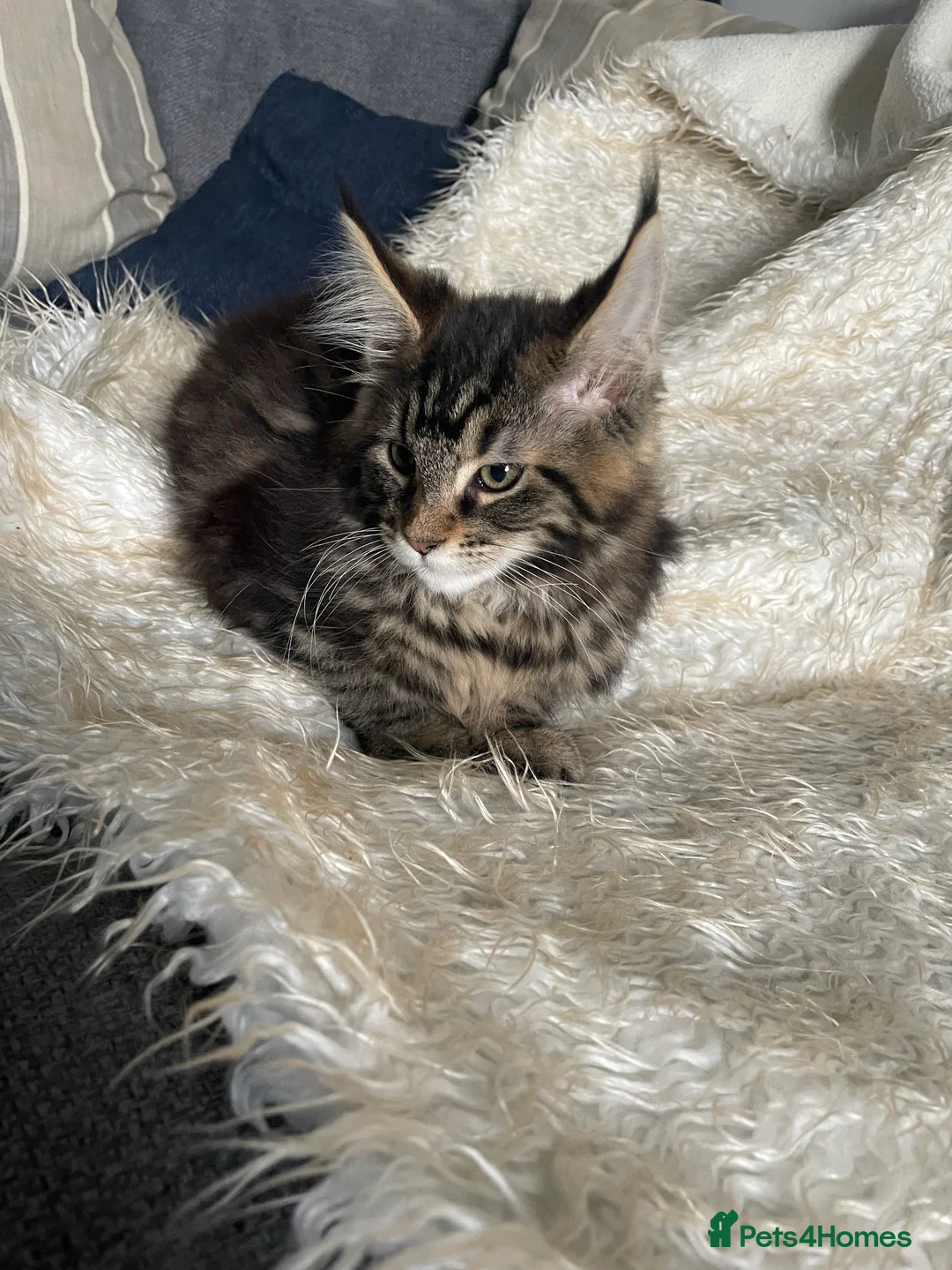 Maine Coon cats for sale: Maine Coon Kittens  - Advert 4