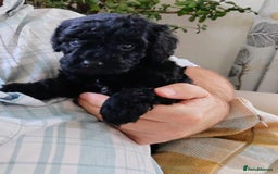 Cavapoo dogs for sale: TOY CAVAPOO DNA TESTED PARENTS AND GRANDPARENTS  - Image 7