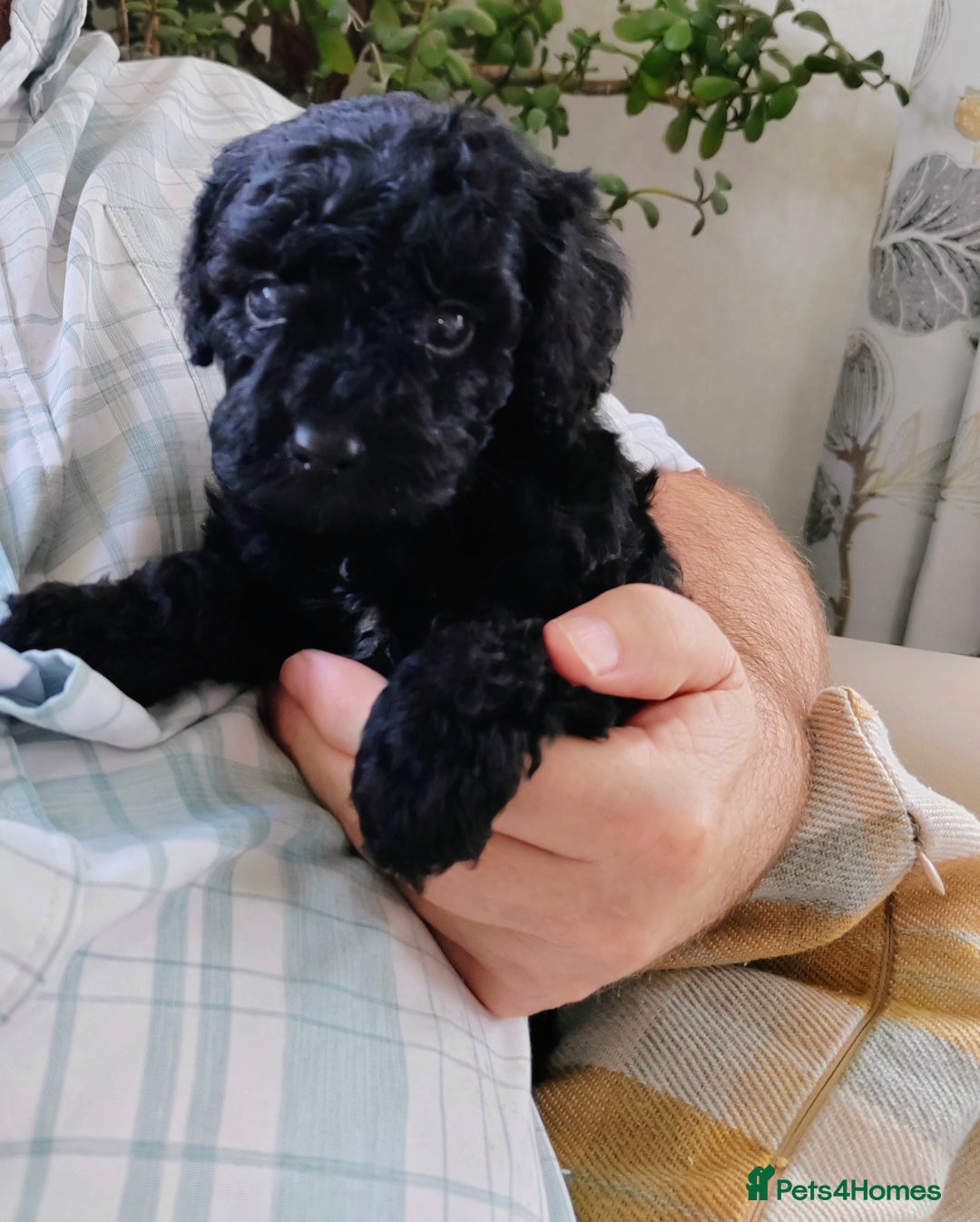 Cavapoo dogs for sale: TOY CAVAPOO DNA TESTED PARENTS AND GRANDPARENTS  - Image 7