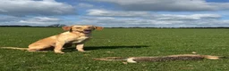 Labrador Retriever dogs for stud: Working Labrador stud  - Advert 7