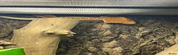 Gecko reptiles for sale: PET ONLY Red/brown Base Colour Lilly White - Advert 1