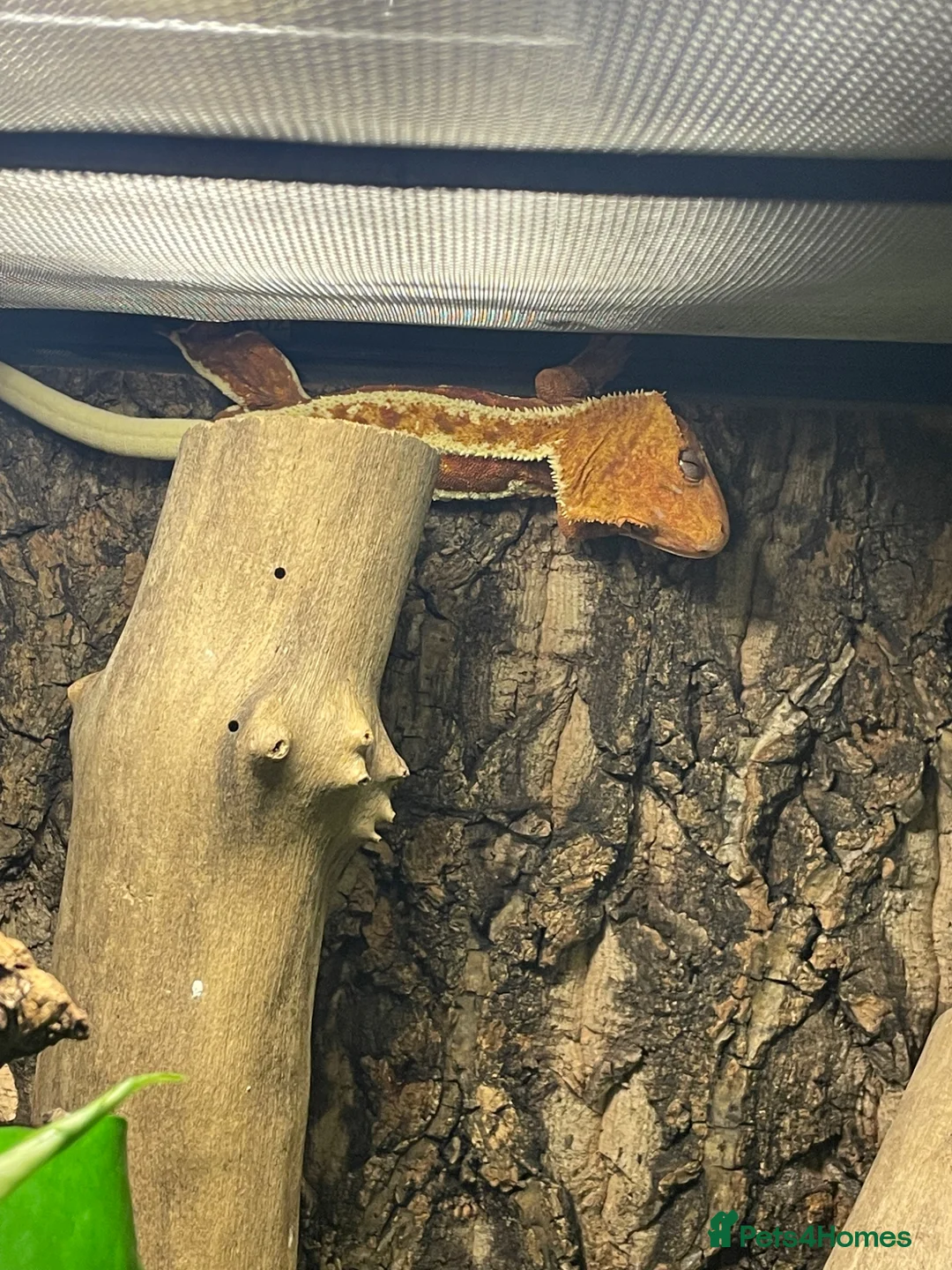 Gecko reptiles for sale: PET ONLY Red/brown Base Colour Lilly White - Advert 1