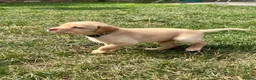 Labrador Retriever dogs for sale: KC Registered Labrador Puppies - Advert 20