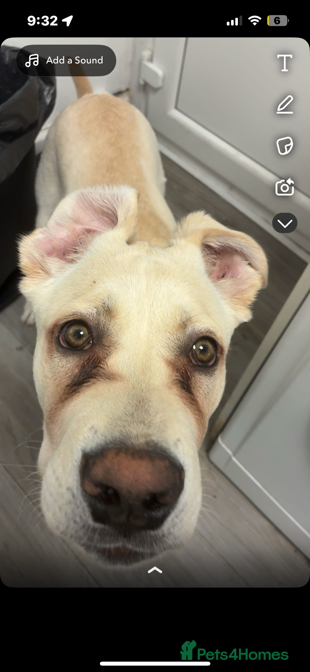 Mixed Breed dogs for sale: Marley for sale - Advert 9