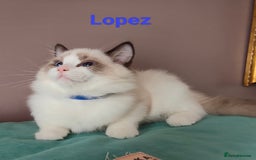 Ragdoll cats for sale:  READY NOW GCCF  REG. EUROPEAN  LINE BOYS   - Image 17