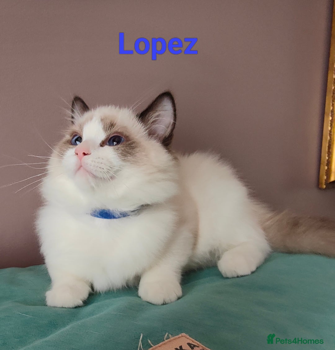 Ragdoll cats for sale:  READY NOW GCCF  REG. EUROPEAN  LINE BOYS   - Image 17