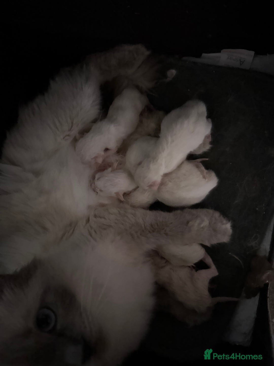 Ragdoll cats for sale: Registered Ragdoll kittens - Advert 5