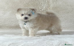 Pomsky dogs for sale: Stunning blue eyes F3 Pomsky puppies for sale  - Image 33