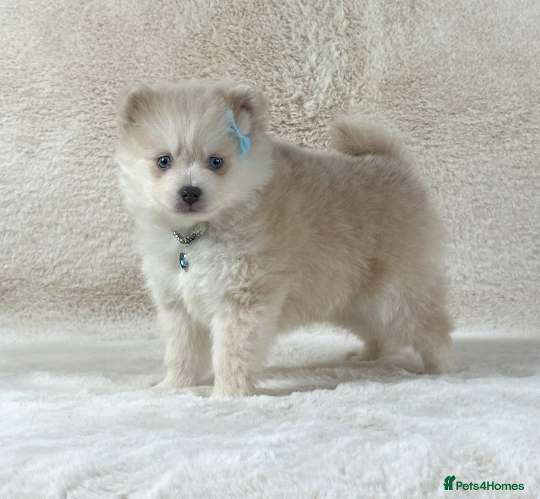 Pomsky dogs for sale: Stunning blue eyes F3 Pomsky puppies for sale  - Image 33