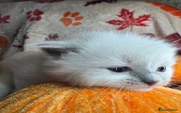 Ragdoll cats for sale: 🏆 gccf ragdoll grand champion kittens 🏆 - Image 9