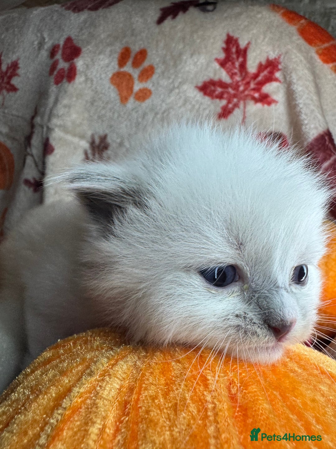 Ragdoll cats for sale: 🏆 gccf ragdoll grand champion kittens 🏆 - Image 9