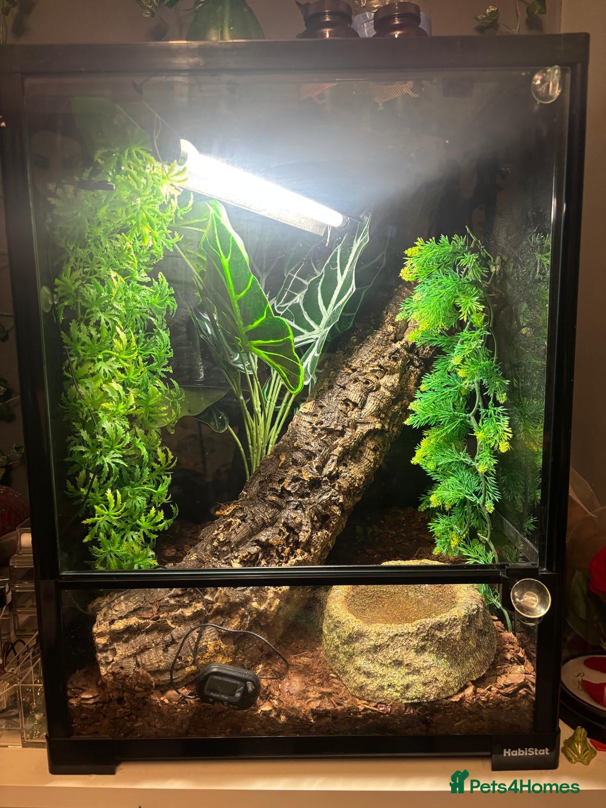 Frog reptiles White's tree frog in Worthing - Advert 2