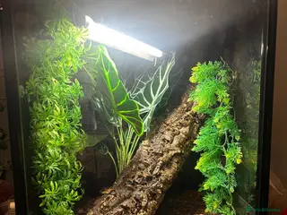 Frog reptiles White's tree frog in Worthing - Advert 4