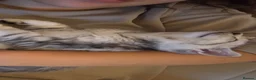 Scottish Fold cats for sale: Beautiful Scottish Straight Silver Tabby Male 🐾🤍 in Barking - Advert 12