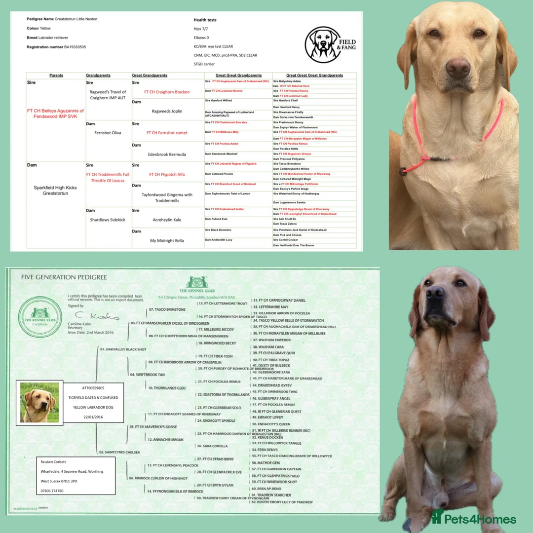 Labrador Retriever dogs for sale: Ftch sired litter proven working dogs  - Advert 1