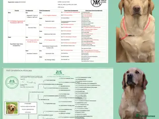 Labrador Retriever dogs Ftch sired litter proven working dogs - Advert 1