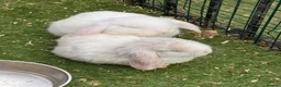 French Lop rabbits for sale: French lop - Advert 17