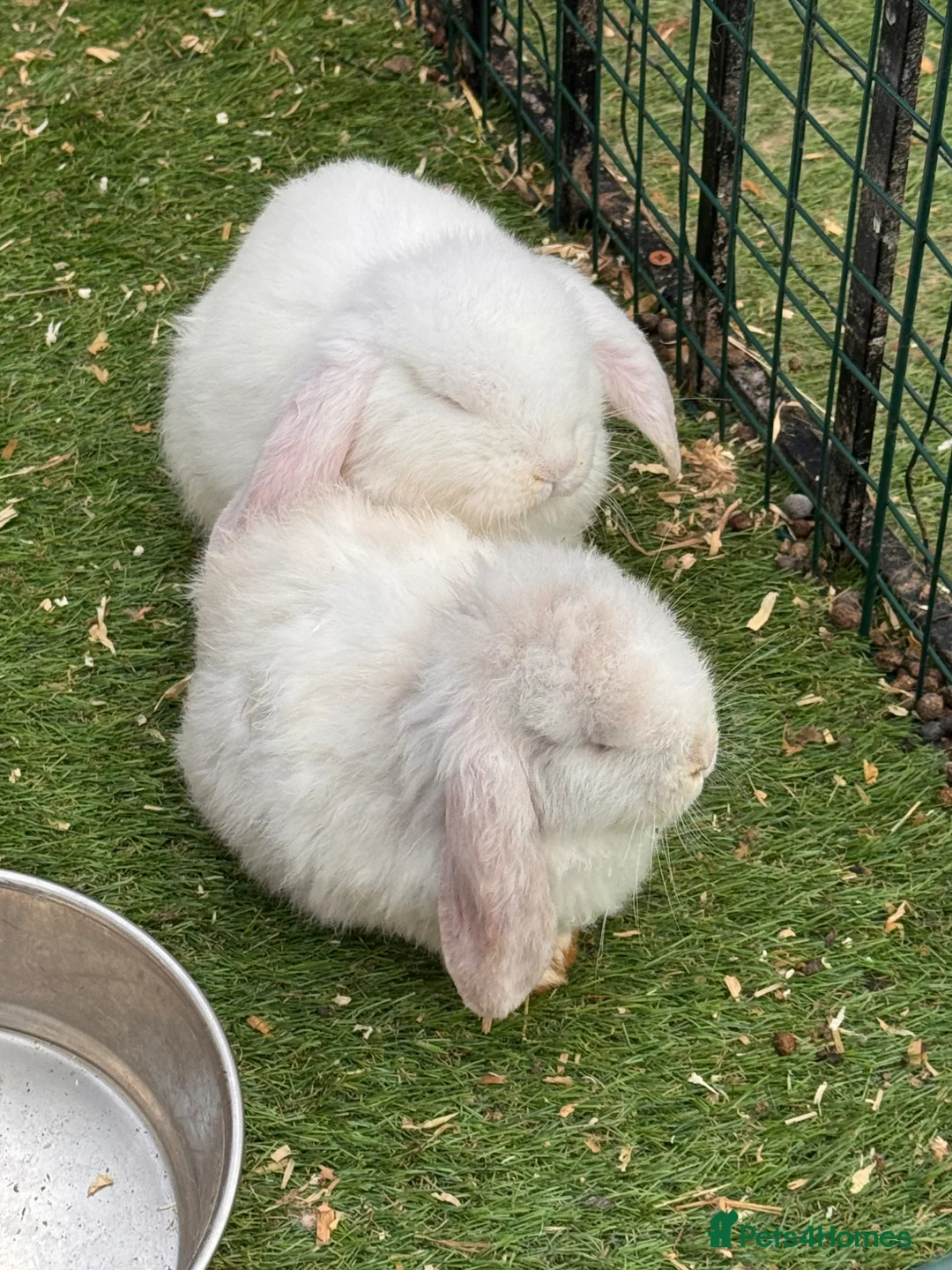 French Lop rabbits for sale: French lop - Advert 8