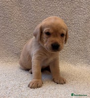 Labrador Retriever dogs Labrador Puppies Yellow & Red Fox - Advert 15