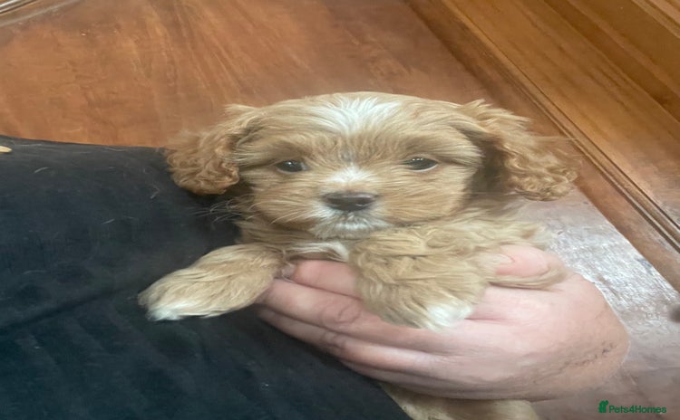 Cavapoo dogs - Advert 1