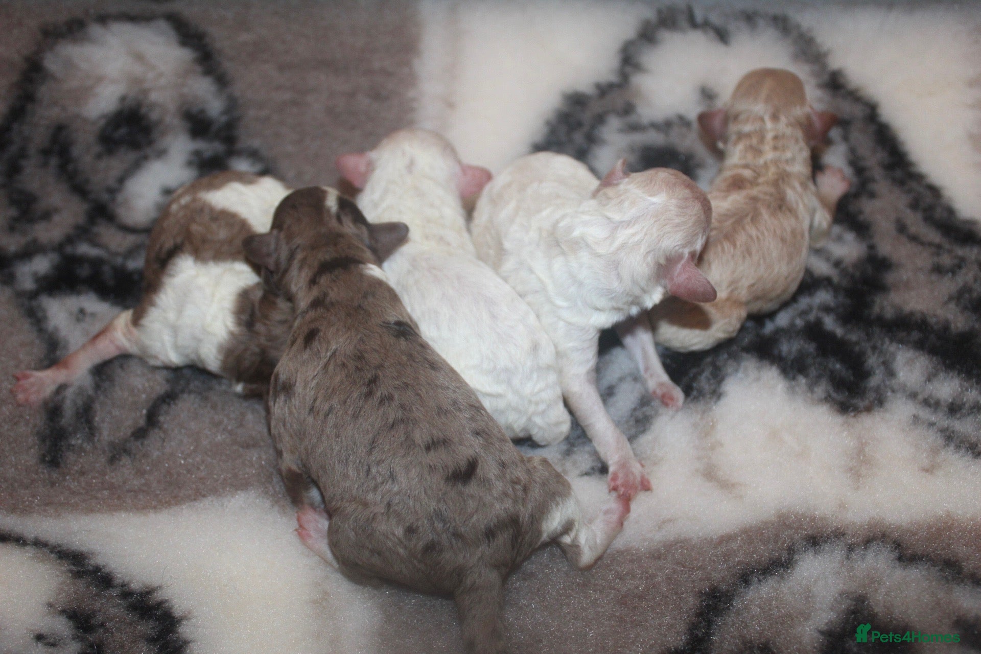 Cockapoo dogs Child friendly cockapoo puppies ready March - Advert 12