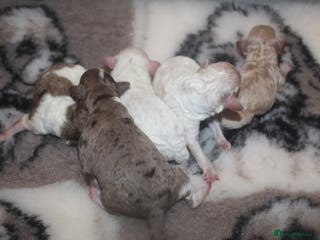 Cockapoo dogs Child friendly cockapoo puppies ready March - Advert 12